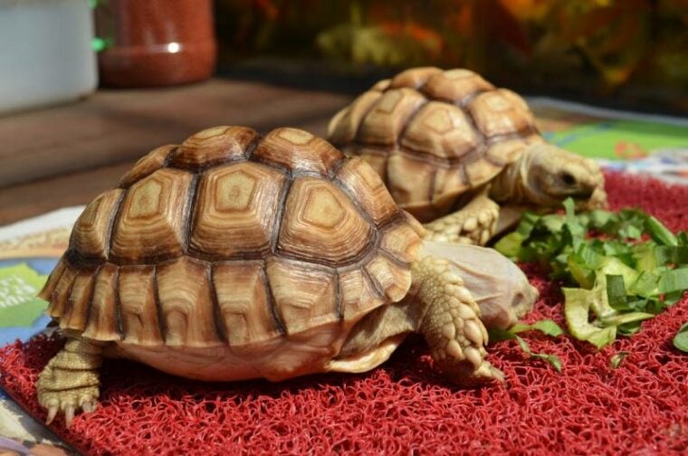 Can Tortoises Eat Cabbage? Nutrition Facts & FAQ Hepper
