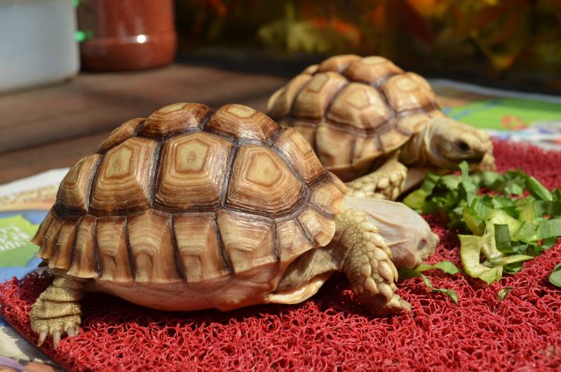 Two Tortoise Eating Cabbage at the Terrace of a House