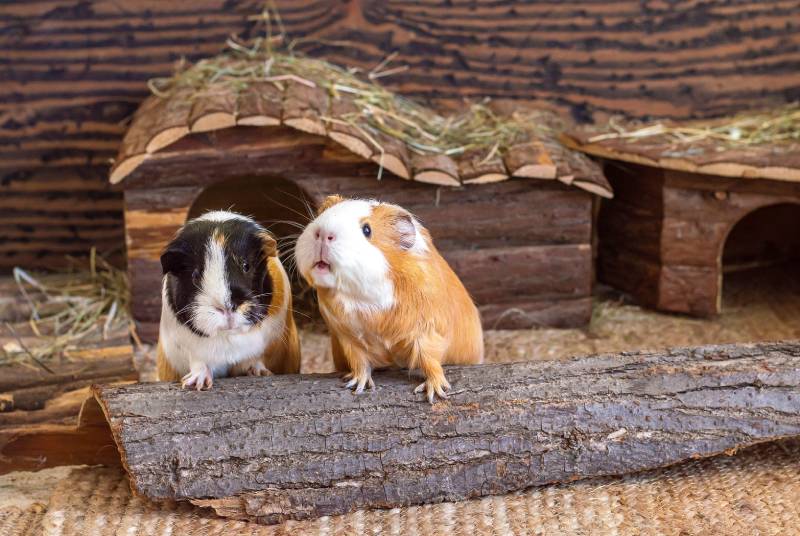 Two guinea pigs red black white home pets