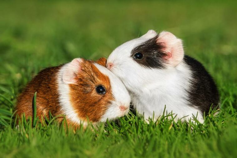 How Do Guinea Pigs See? Vet-Reviewed Vision Facts & FAQs | Hepper