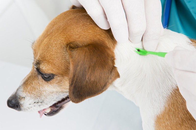 Veterinarian parasite mite tick removes of the dog's skin