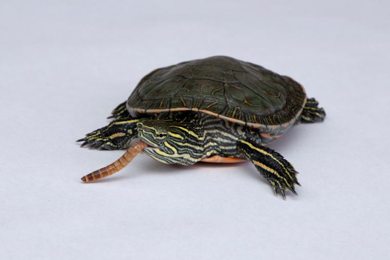 Western Painted Turtle eating a mealworm