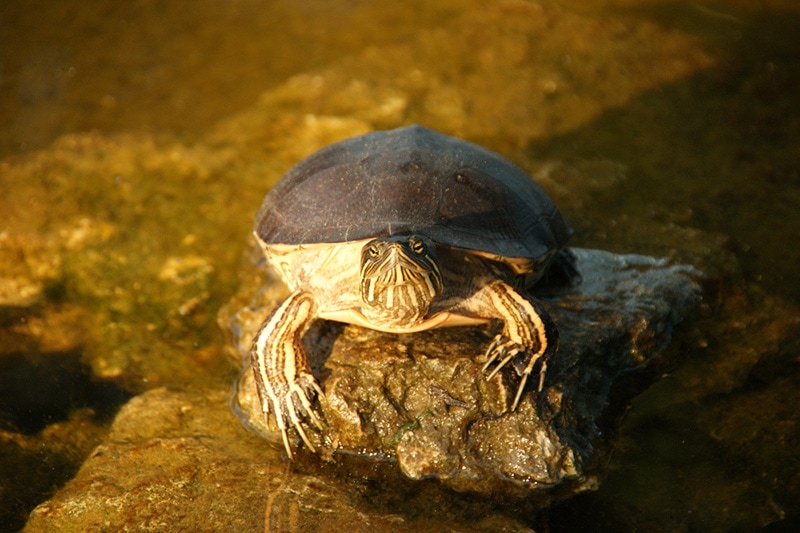 Western painted turtle