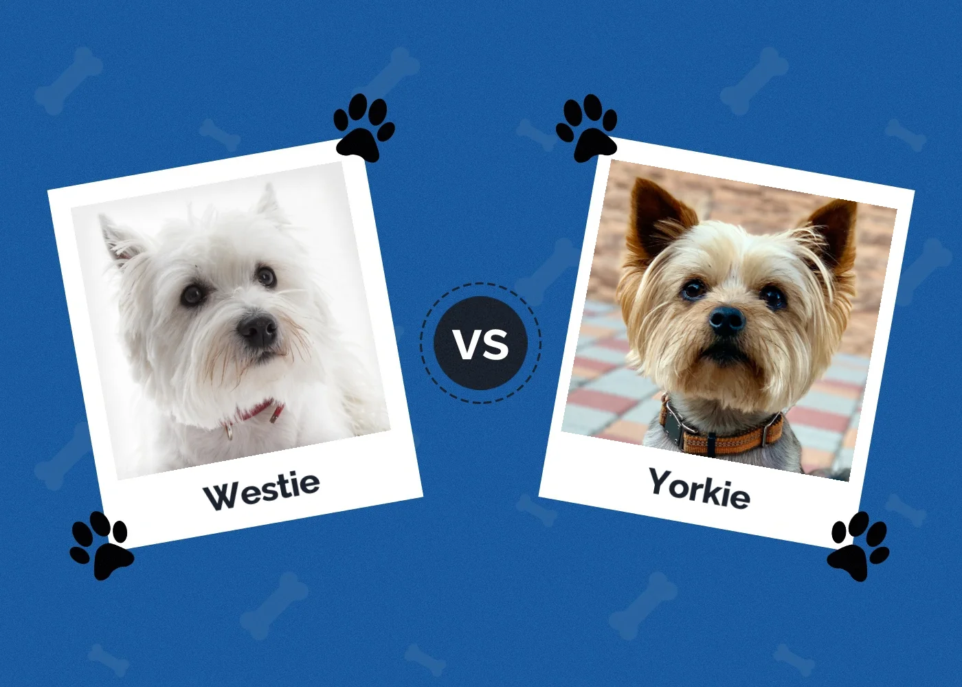 Westie vs Yorkie - Featured Image