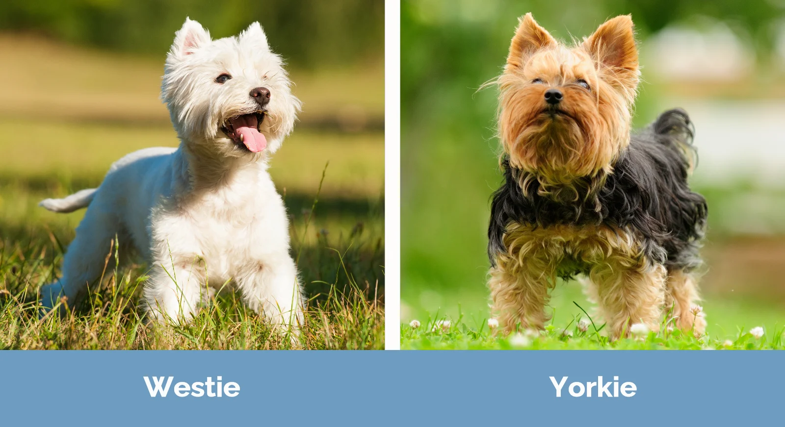 Westie vs Yorkie: Differences Explained (With Pictures) | Hepper