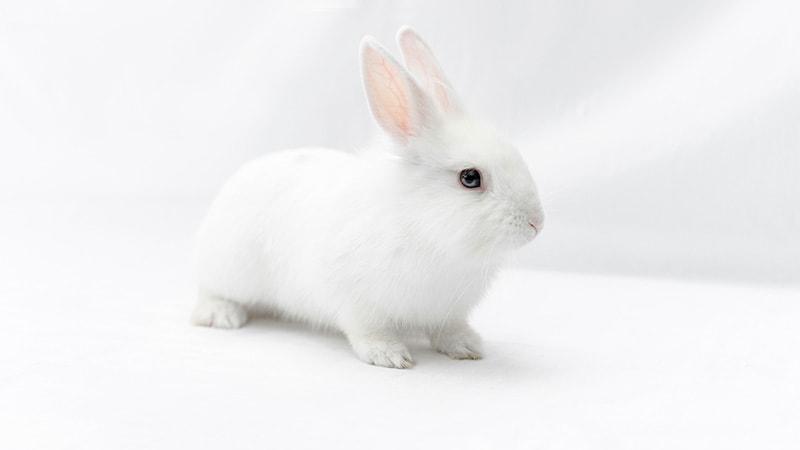 White rabbit isolated on white background 