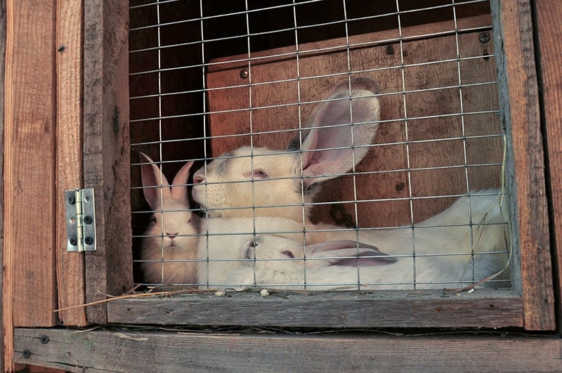 White rabbits of the giant Chinchilla breed