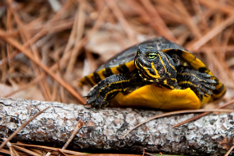 Yellow-bellied Slider Close up