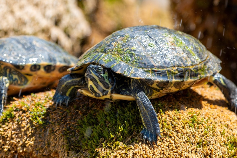 Yellow-bellied slider on the rock