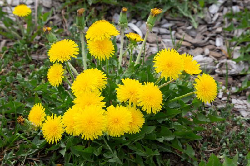 Are dandelion flowers sales poisonous to dogs