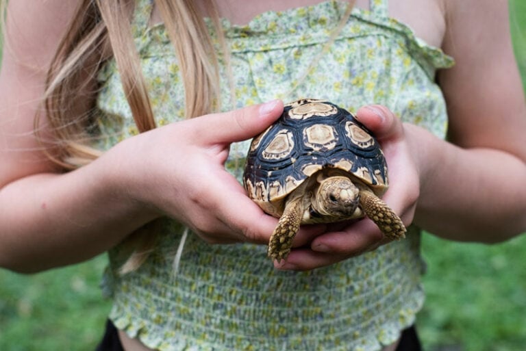 Are Tortoises Good Pets? Facts & FAQ Hepper