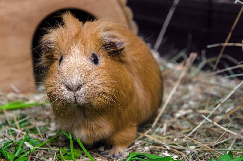 a cute guinea pig in the enclosure