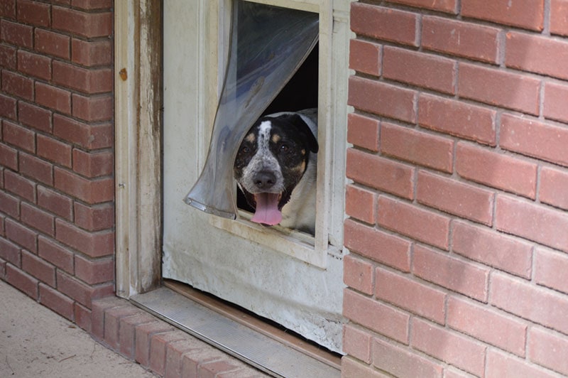 a dog peeking out on the pet door