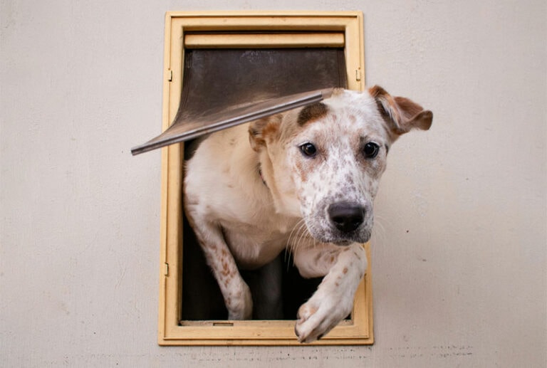 What Size Dog Door Do I Need? Facts, Tips & FAQ Hepper