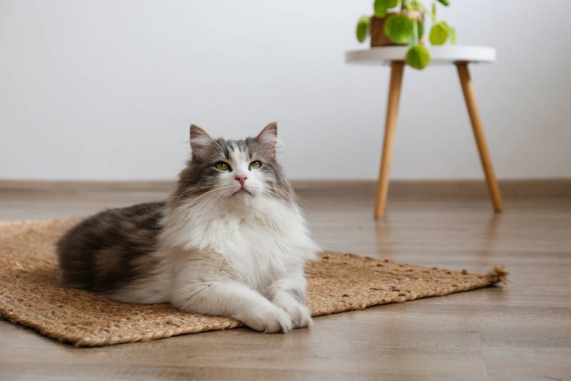 a fluffy siberian cat lying on the floor at home