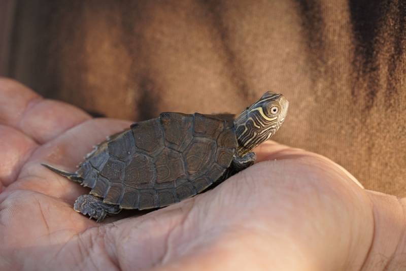 a mississipi map turtle being held on the hand of a person