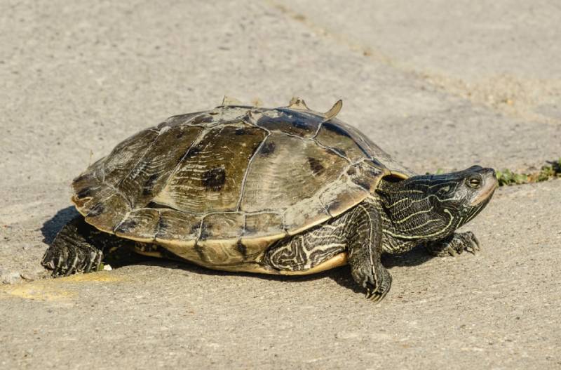 a mississipi map turtle on concrete ground