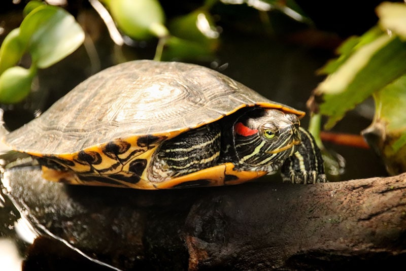 a read eared slider turtle at a national park