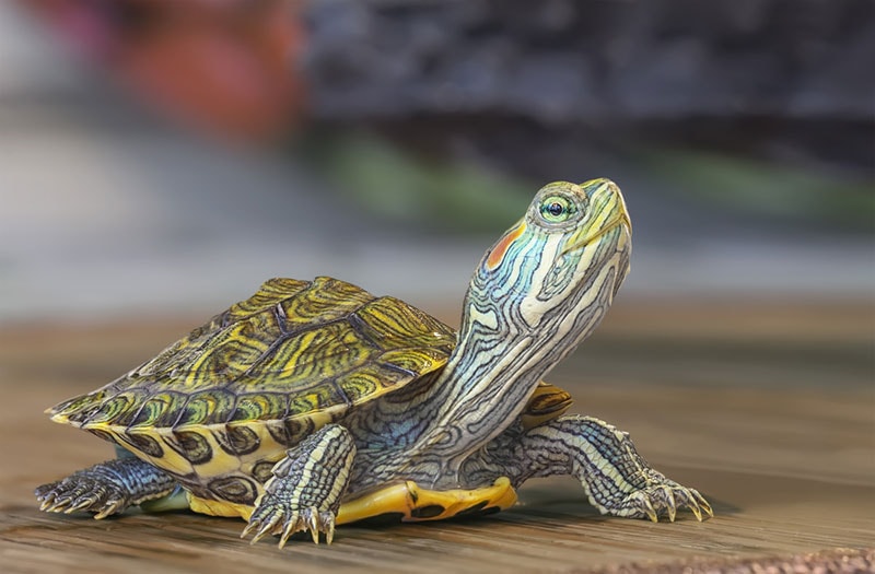 a small red-eared turtle on wooden surface