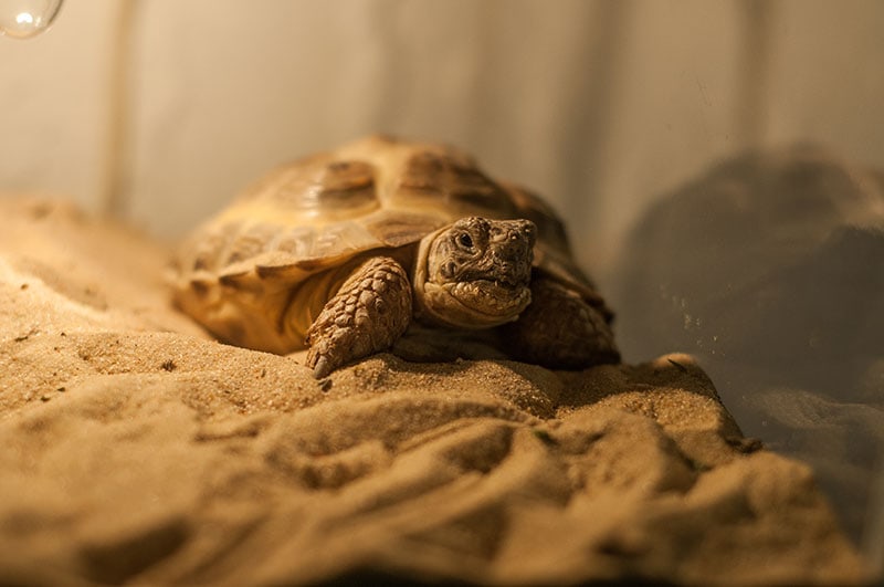 a tortoise basking on a heat lamp