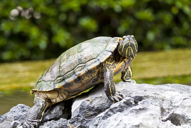 a turtle on a rock