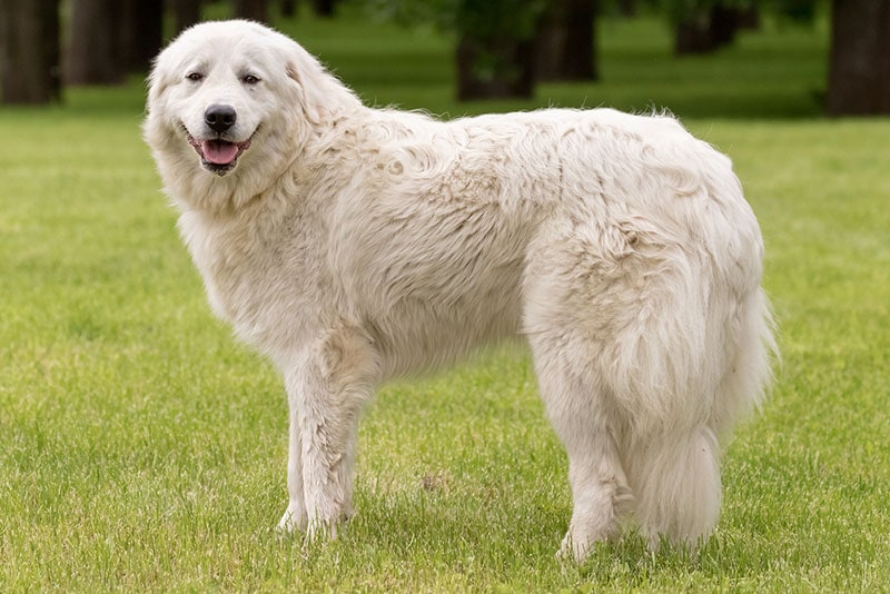 abruzzese mastiff dog standing on grass