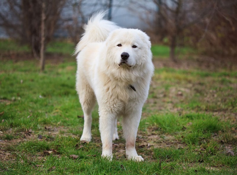 abruzzese mastiff dog standing on the grass outdoor