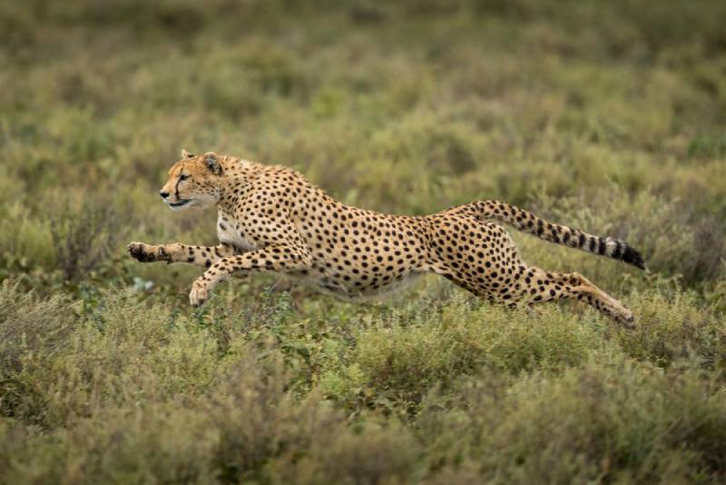adult cheetah running full speed in the woods