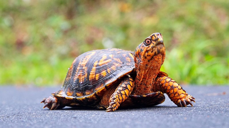 an eastern box turtle on a pathway
