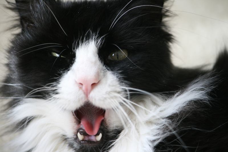 angry or yawning looking black and white tuxedo cat