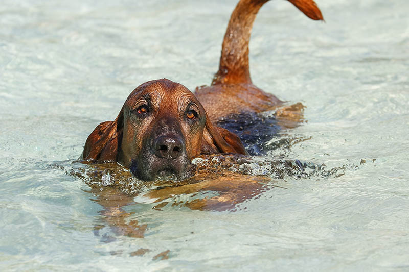 Bloodhound Basset Mix Pictures Care Guide Temperament Traits