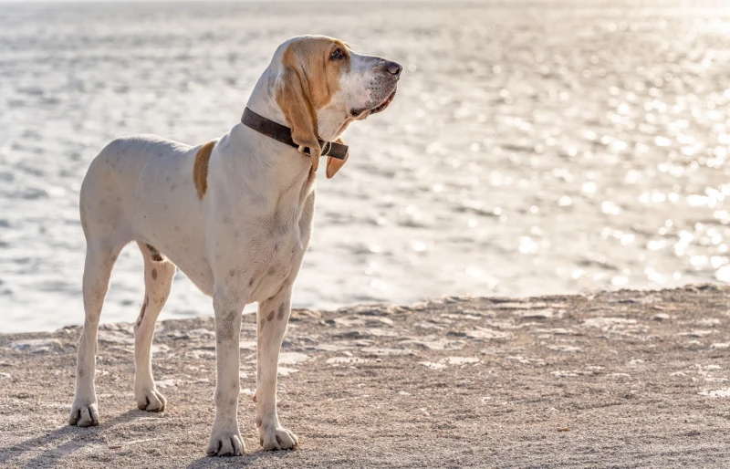 bloodhound great dane mixed breed dog at the beach