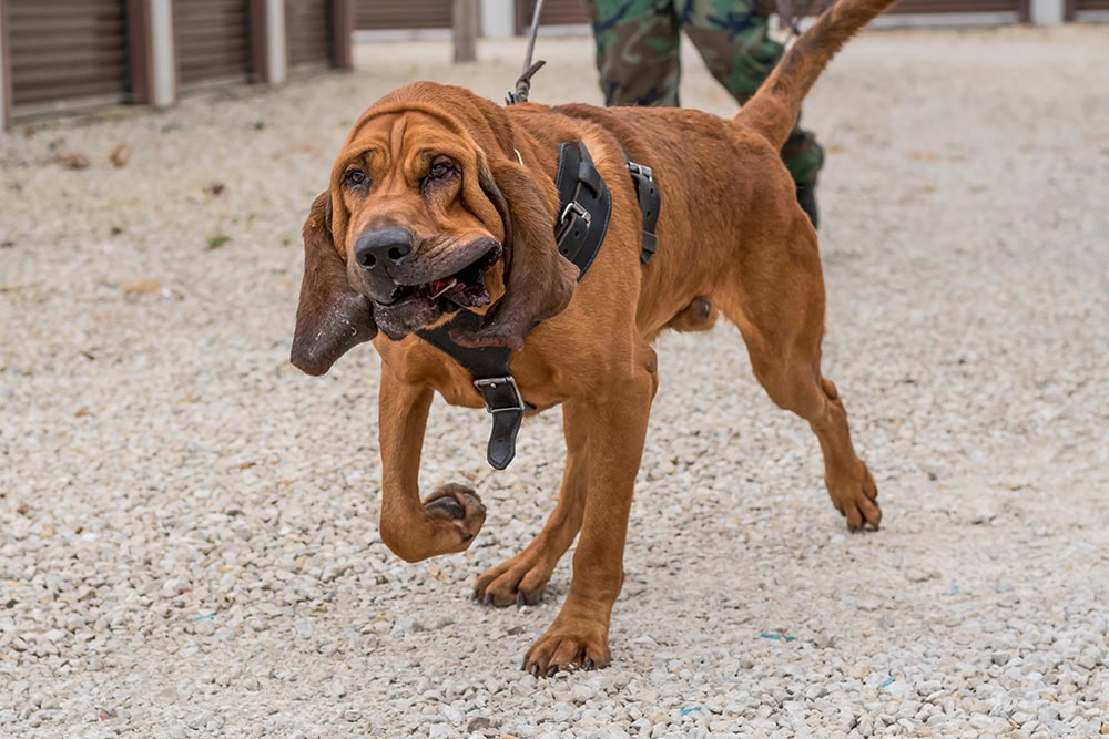 red bloodhound police dog at work