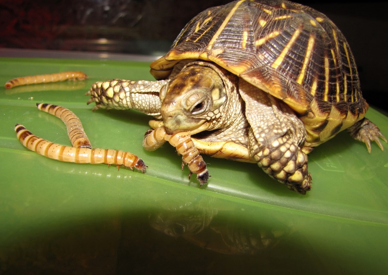 box-turtle eating mealworm