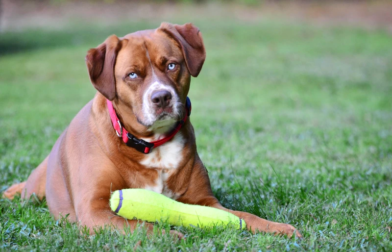 boxer mastiff mixed breed dog lying down with toy on the grass