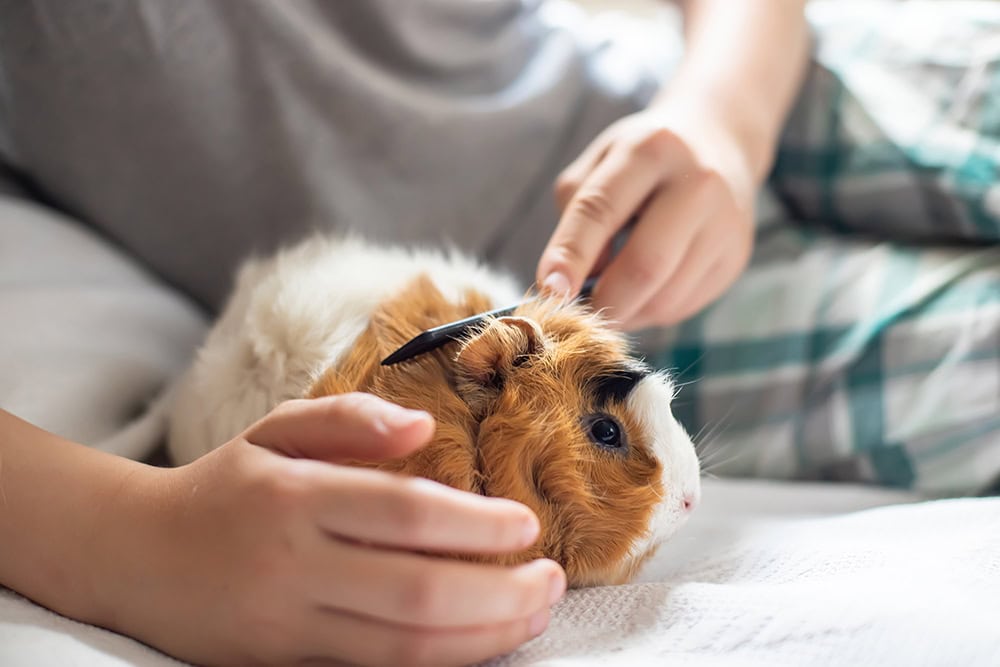 boy combing a guinea pig