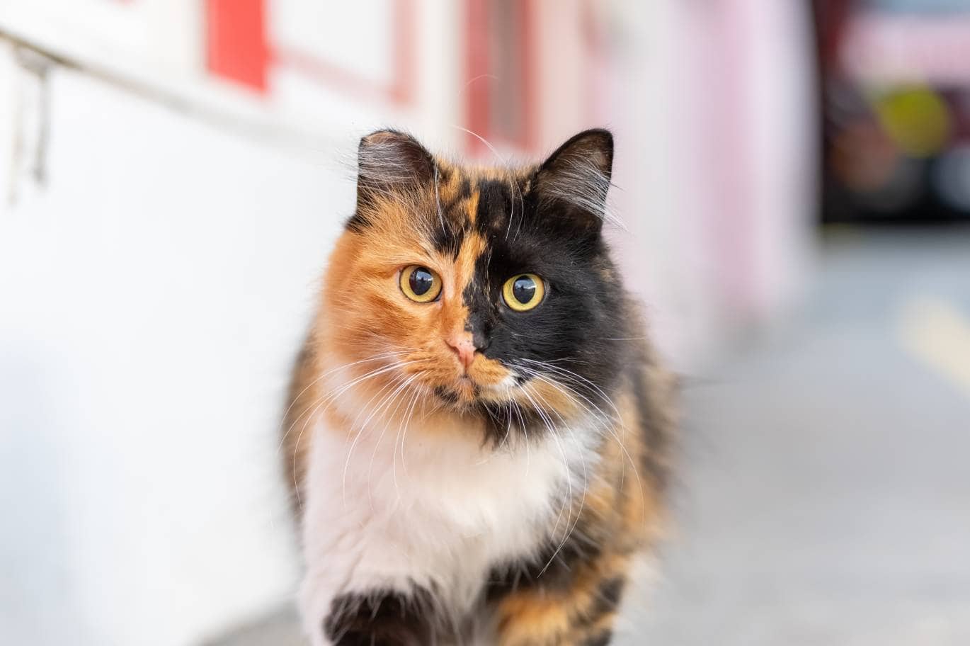 calico turkish angora