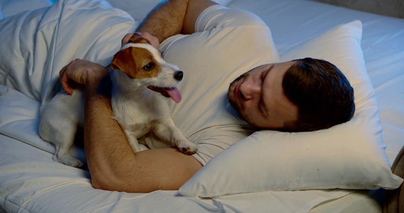 calm purebred dog is resting with owner in bed in night