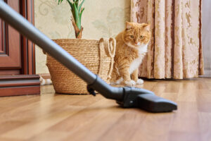 cat staring at the vacuum on the floor