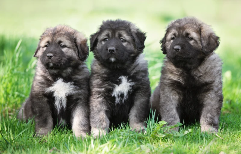 caucasian shepherd dog puppies sitting on grass