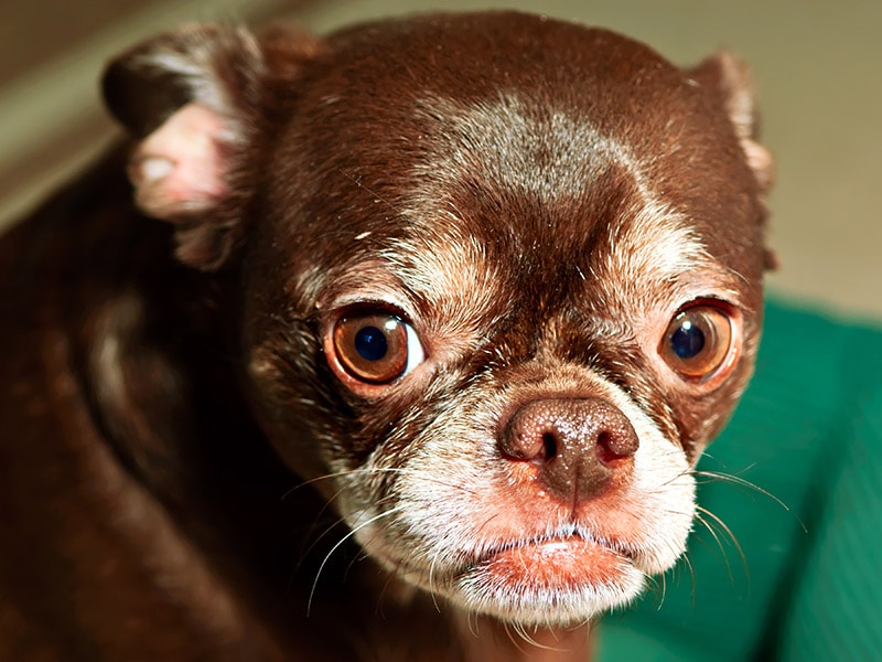 close up french bulldog chihuahua mix dog