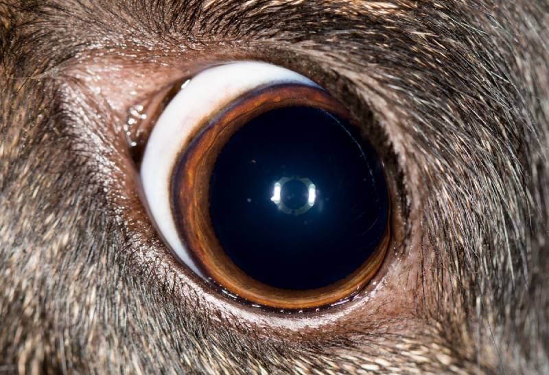 close up of a dog's dilated pupil