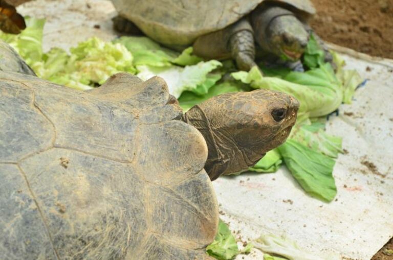 Can Tortoises Eat Cabbage? Nutrition Facts & FAQ Hepper