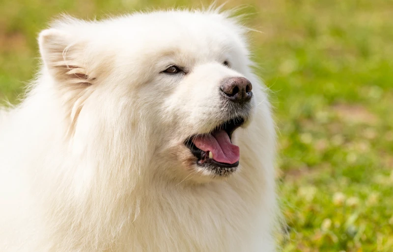 close up of white samoyed dog with its mouth open