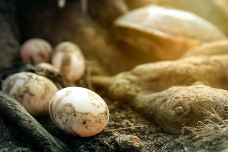 close up turtle eggs on ground