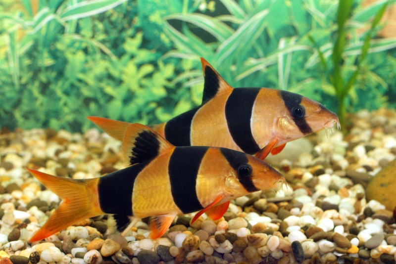 clown loaches fish in aquarium