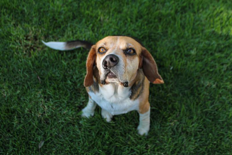 cute beagle dog with a cleft lip