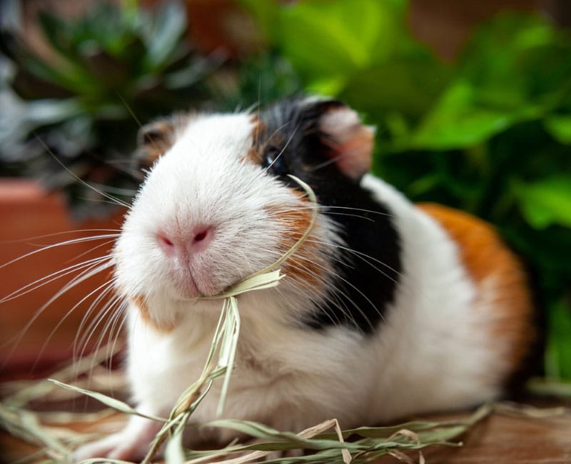 Can guinea hotsell pigs have almonds