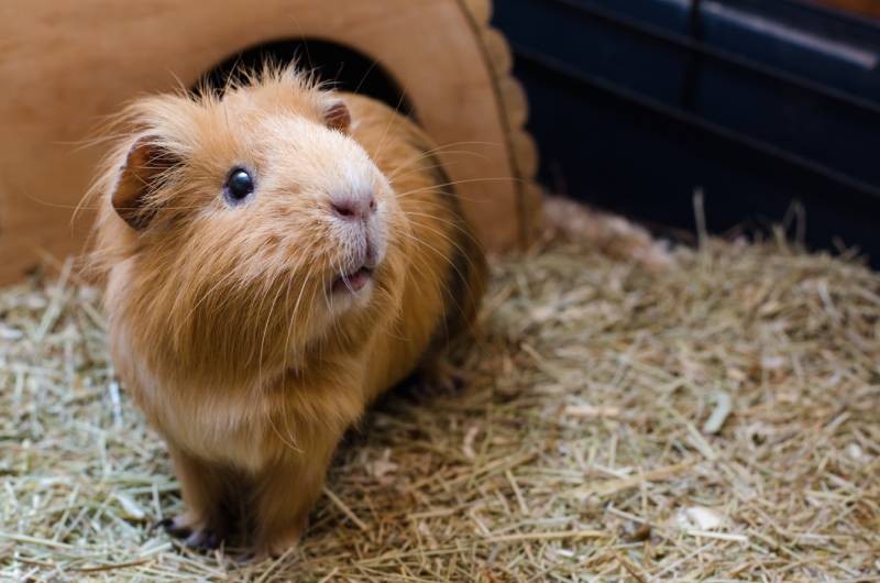 cute red guinea pig looking upwards