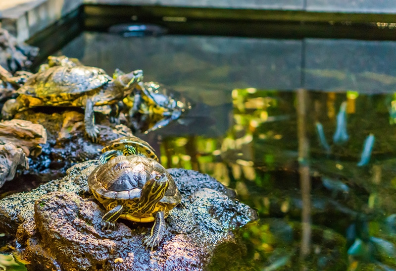 cute yellow bellied slider turtle sitting on a rock at the water side